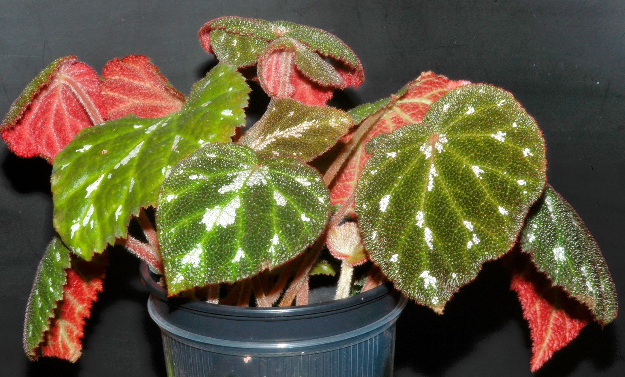 pustu2