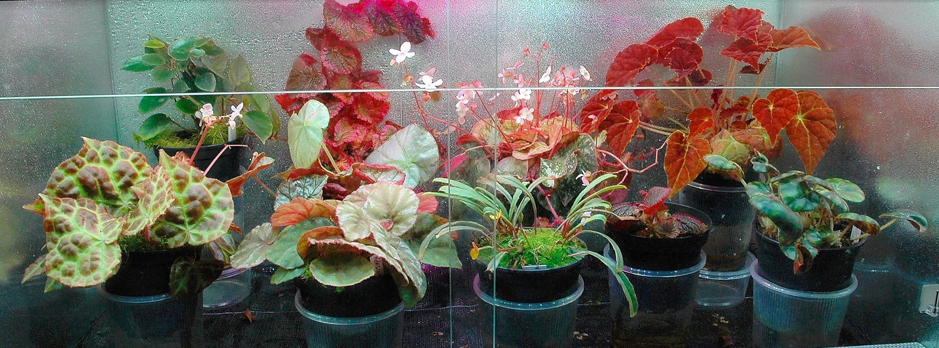 vitrine18